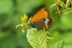 Vorschaubild Lepidotera, Nymphalidae, Coenonympha arcania, Weissbindiges Wiesenvoegelchen_2017_06_24--09-32-45.jpg 