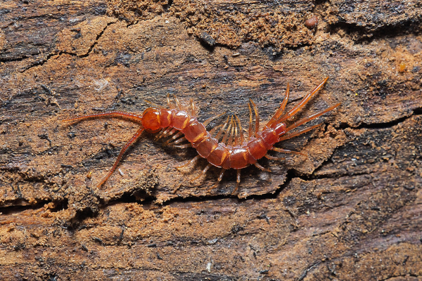 Skaliertes Bild Chilopoda, Lithobiidae, Lithobius_2018_10_26--11-05-14.jpg 