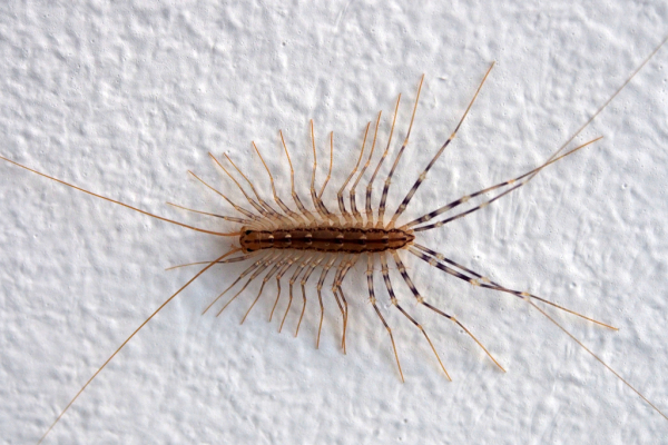 Skaliertes Bild Chilopoda, Scutigeridae, Scutigera coleoptrata, Spinnenlaeufer_2016_06_04--06-13-13.jpg 