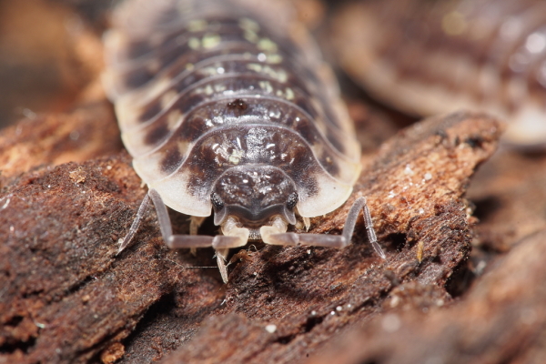 Skaliertes Bild Isopoda, Assel_2017_09_08--09-39-32.jpg 