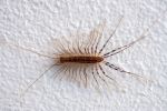 Vorschaubild Chilopoda, Scutigeridae, Scutigera coleoptrata, Spinnenlaeufer_2016_06_04--06-13-13.jpg 