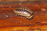 Vorschaubild Diplopoda, Glomeridae, Glomeris hexasticha_2019_08_23--10-29-48.jpg 