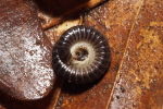 Vorschaubild Julida,_2018_03_14--10-03-44.jpg 