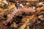 Vorschaubild Polydesmida, Bandfuesser_2017_11_21--12-55-04.jpg 